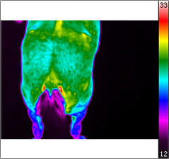 Thermografische Aufnahmen eines Pferdes